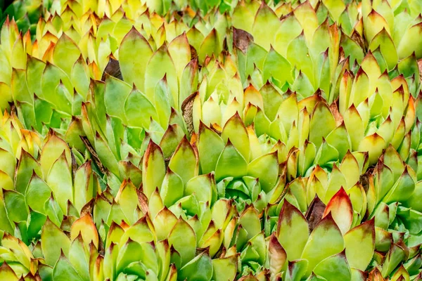 빨간색과 나뭇잎과 봉우리 가까이 — 스톡 사진