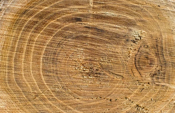 Growth rings of acacia tree, cross section — Stock Photo, Image