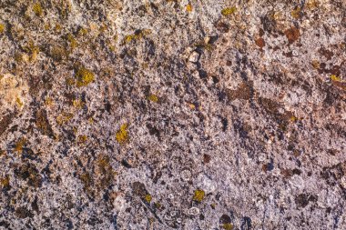 Yosun ve liken taş, portre görünümünde