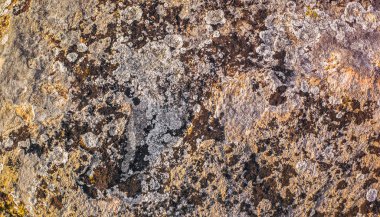 Yosun ve liken taş, portre görünümünde