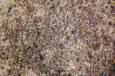 Yosun ve liken taş, portre görünümünde