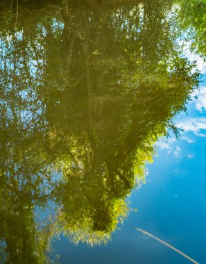 Fotoğraf bulanık su ağaç yansıması