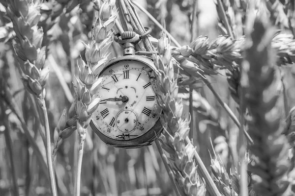 Antique pocket watch broken in wheat field
