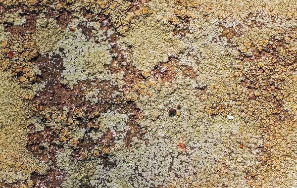 Moss Liquen Piedra Vista Cerca —  Fotos de Stock