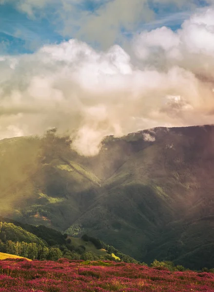 Panorama över bergen blommor — Stockfoto