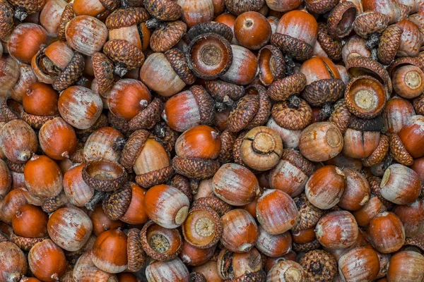 Hösten acorn dekorationer — Stockfoto