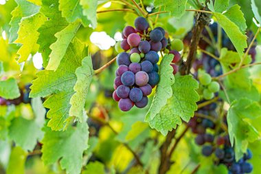 Üzüm bağında kırmızı üzümler