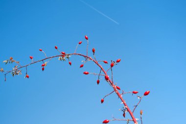 Açık mavi gökyüzünde kırmızı Rosa Canina ile dallar