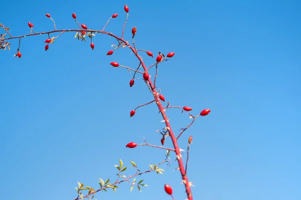 Açık mavi gökyüzünde kırmızı Rosa Canina ile dallar — Stok fotoğraf