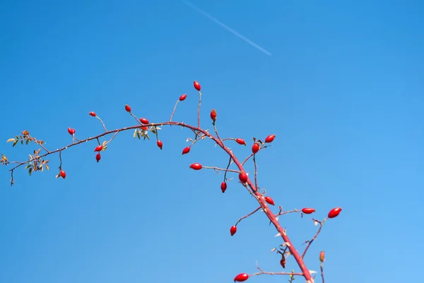 Açık mavi gökyüzünde kırmızı Rosa Canina ile dallar — Stok fotoğraf