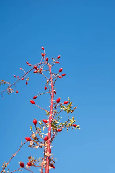 Gałęzie z czerwoną różą canina na jasnym błękitnym niebie — Zdjęcie stockowe