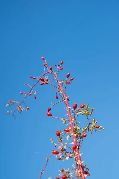 Takken met rode rosa canina op heldere blauwe lucht — Stockfoto