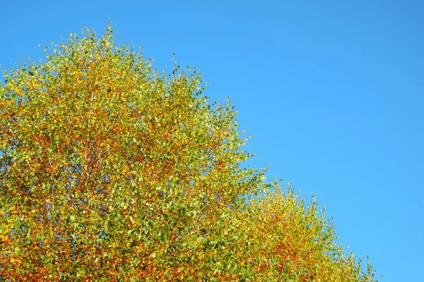 Gökyüzünde sonbahar yaprakları olan kavak. — Stok fotoğraf