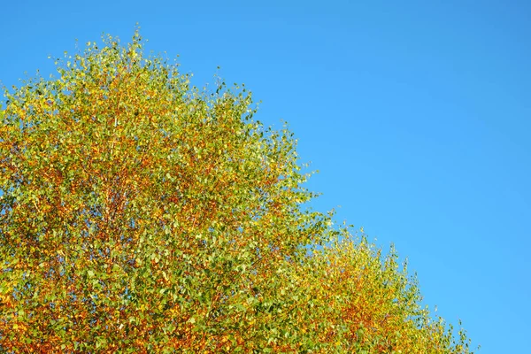 Peuplier avec feuilles d'automne sur le ciel ouvert — Photo