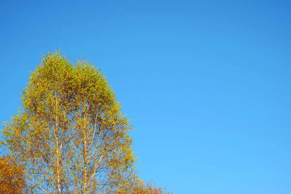 Тополя з осіннім листям на відкритому небі — стокове фото