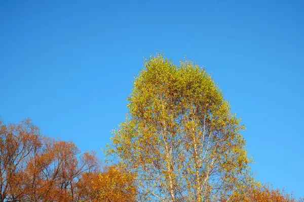 Álamo com folhas de outono no céu aberto — Fotografia de Stock