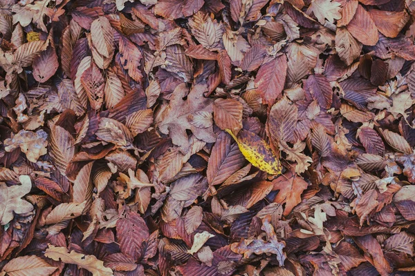 秋の葉のカーペット — ストック写真