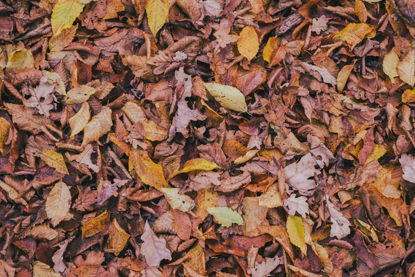 Tapis de feuilles d'automne — Photo