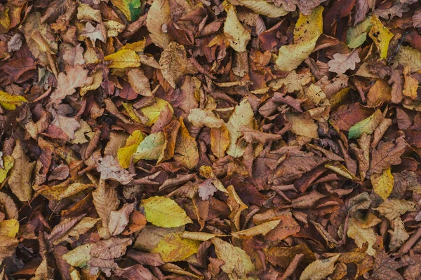 Tappeto di foglie di autunno — Foto Stock