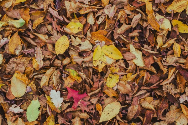 가의 단풍 카펫 — 스톡 사진