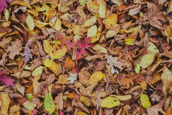 Tappeto di foglie di autunno — Foto Stock