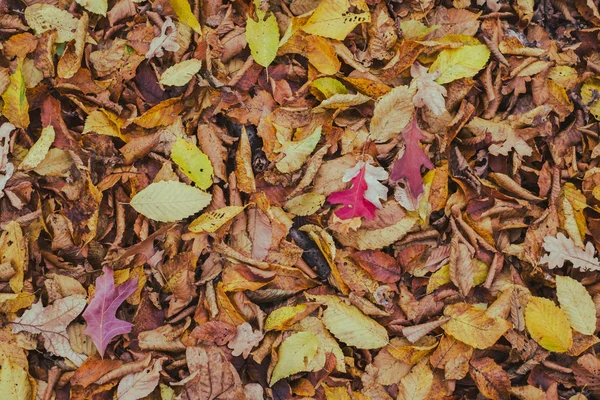 가의 단풍 카펫 — 스톡 사진