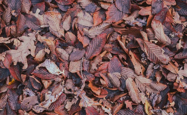 Tappeto di foglie di autunno — Foto Stock