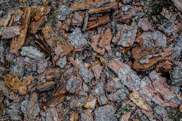 Barked oak tree in the forest — Stock Photo, Image