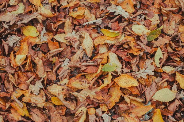 Tapis de feuilles d'automne — Photo