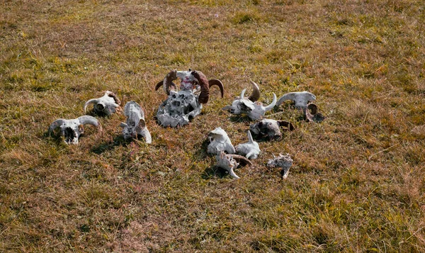 Crânios de carneiro europeus na grama — Fotografia de Stock