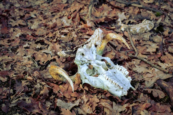 Animal skull in the autumn forest — Stock Photo, Image