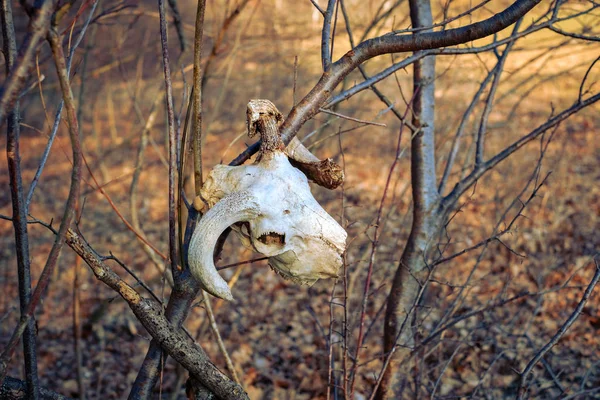 Állat koponyája az őszi erdőben — Stock Fotó