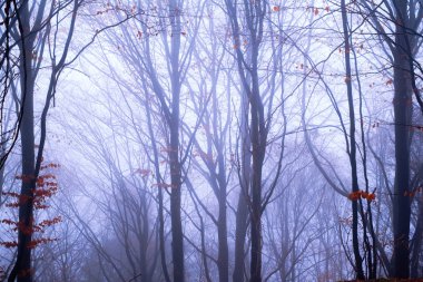 Kayın ormanında sabahın erken saatlerinde sis vardı.