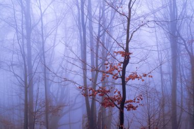 Kayın ormanında sabahın erken saatlerinde sis vardı.