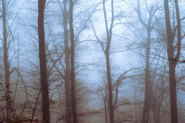 Kayın ormanında sabahın erken saatlerinde sis vardı.