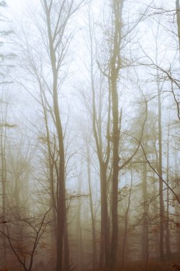 Kayın ormanında sabahın erken saatlerinde sis vardı.