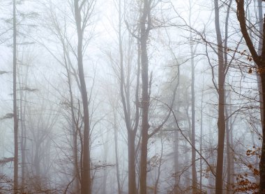 Kayın ormanında sabahın erken saatlerinde sis vardı.