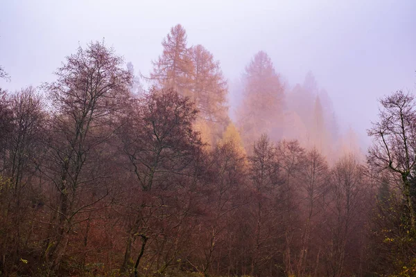 Vroege ochtend in het beukenbos met mist — Stockfoto