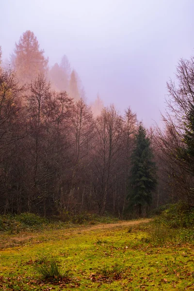 Vroege ochtend in het beukenbos met mist — Stockfoto