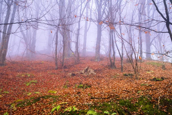 De manhã cedo na floresta de faia com nevoeiro — Fotografia de Stock