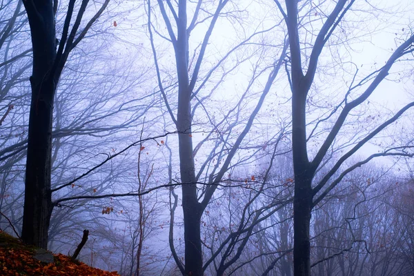 De manhã cedo na floresta de faia com nevoeiro — Fotografia de Stock