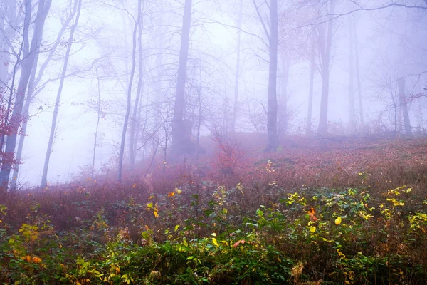 Tôt le matin dans la forêt de hêtres avec brouillard — Photo