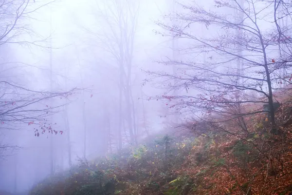 De manhã cedo na floresta de faia com nevoeiro — Fotografia de Stock