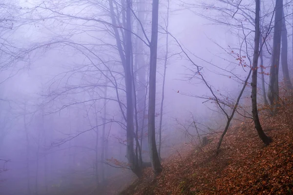 Frühmorgens im Buchenwald bei Nebel — Stockfoto