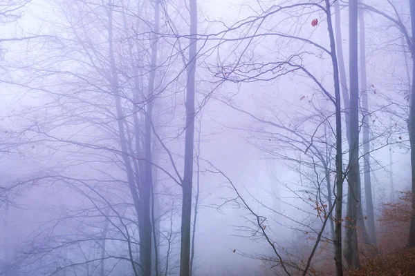 Frühmorgens im Buchenwald bei Nebel — Stockfoto