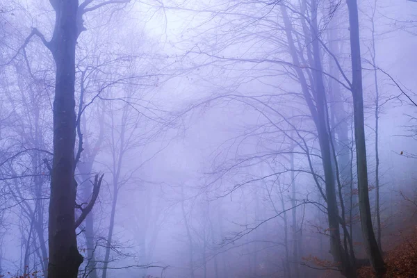 Early morning in the beech forest with fog — Stock Photo, Image