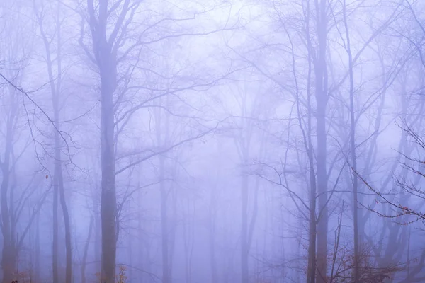 Wczesnym rankiem w lesie bukowym z mgłą — Zdjęcie stockowe
