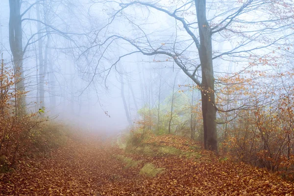 De manhã cedo na floresta de faia com nevoeiro — Fotografia de Stock