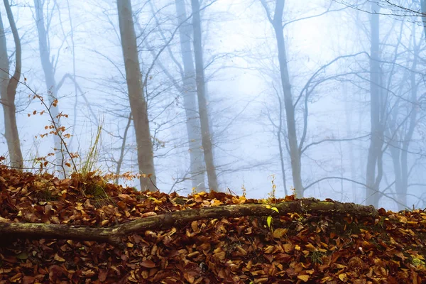 De manhã cedo na floresta de faia com nevoeiro — Fotografia de Stock