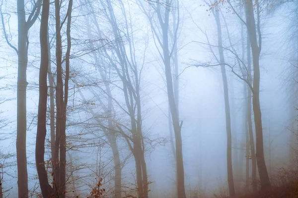 Temprano en la mañana en el bosque de hayas con niebla — Foto de Stock